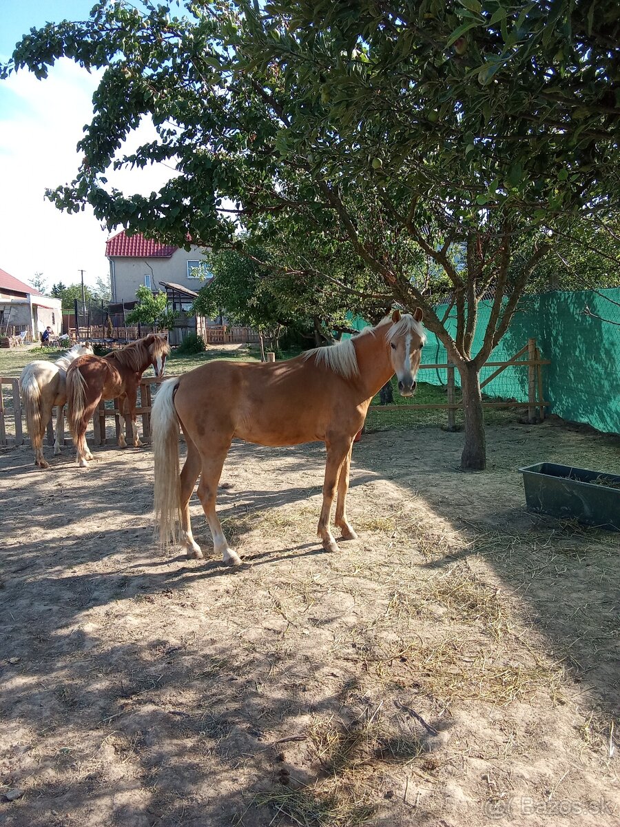 Český športový pony - 3