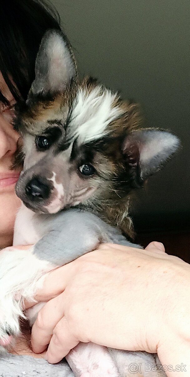 Čínský chocholatý pes - 3