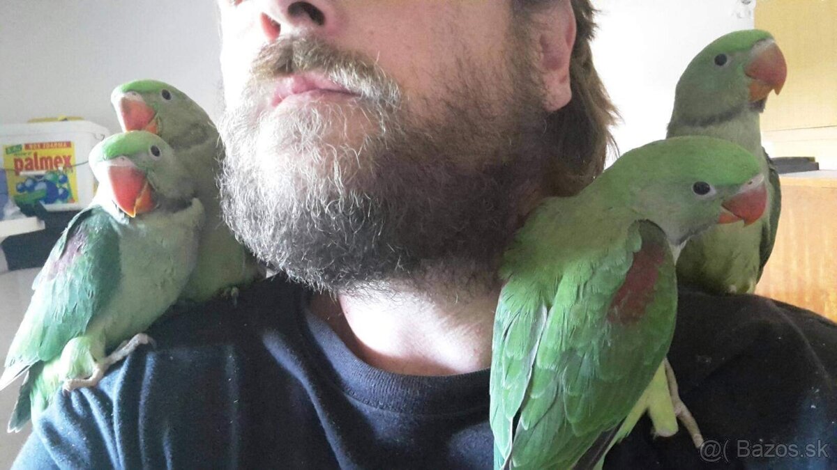 Alexander Veľký - 3