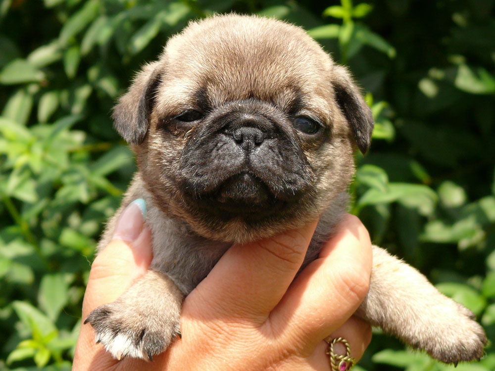 Mops - Štěňátka - 3
