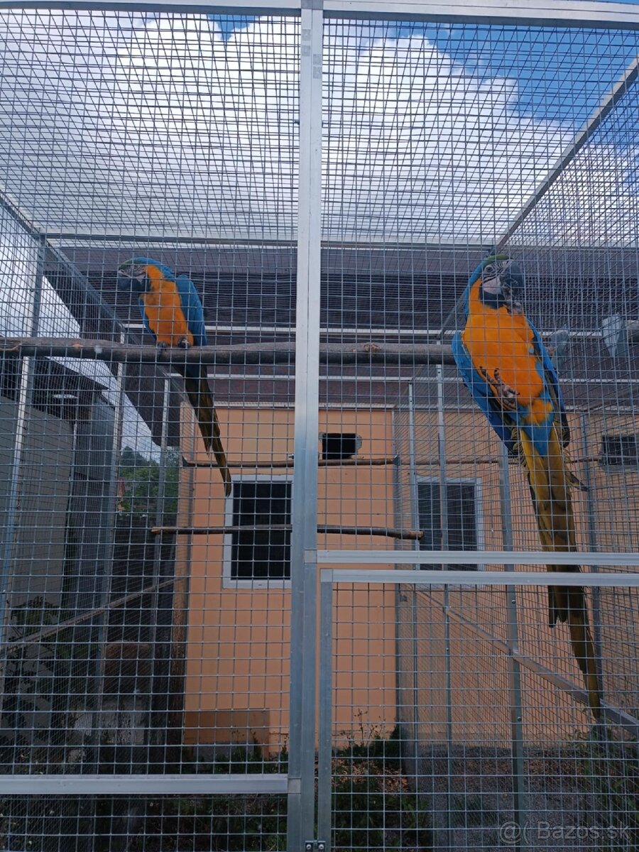 Ara ararauna - 3