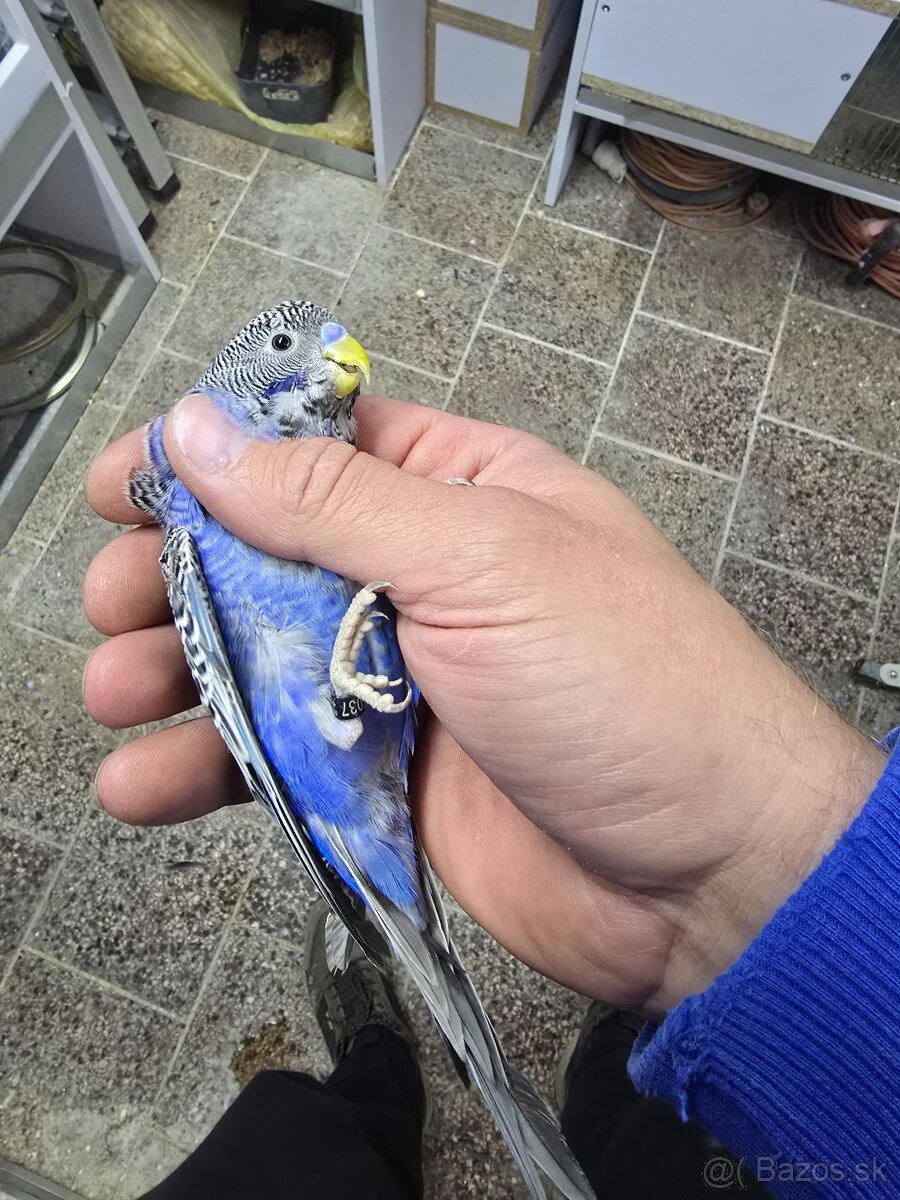 Blackface andulka - 3