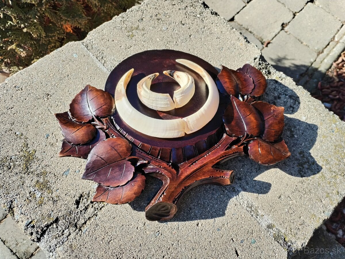 Trofej kly na podložke - 3