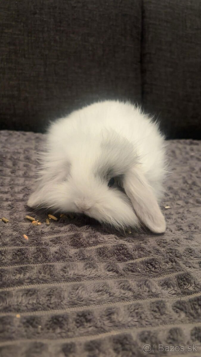 Zakrsnutý kralik baranček - 3