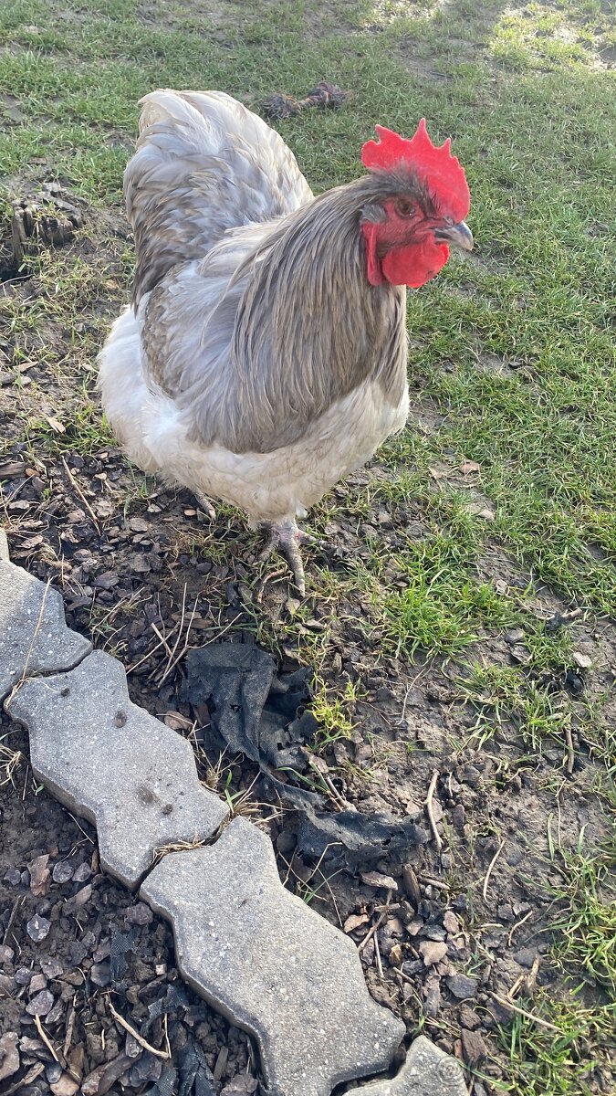 Predám Orpington a Wayndot kohúty - 3