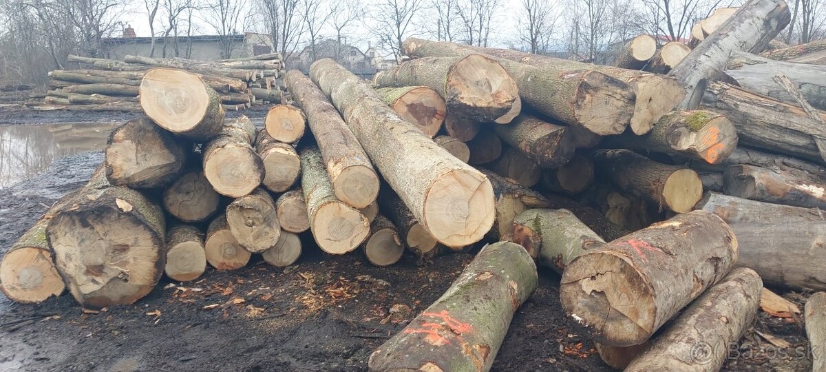 Dubová GUĽATINA - 3