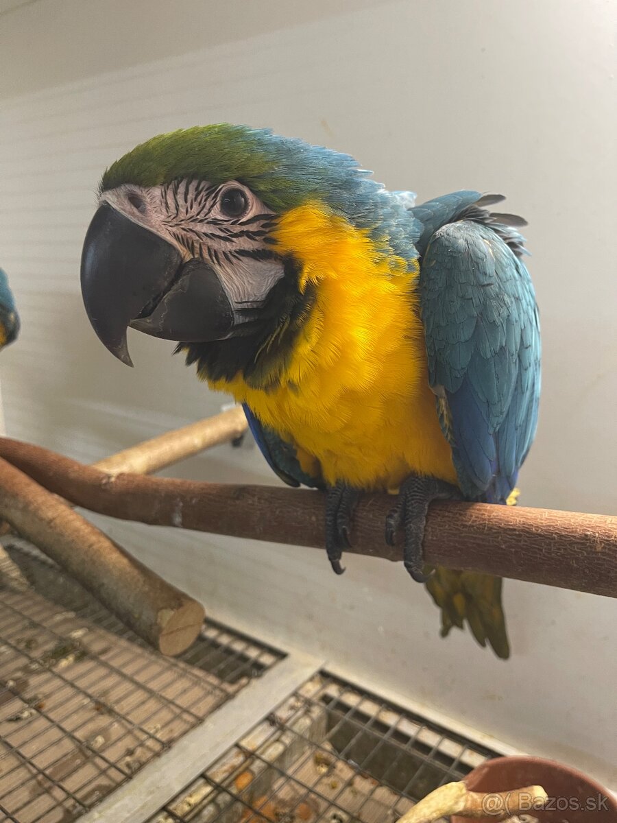 ✅✅✅ ARA ARARAUNA ✅✅✅ - 3