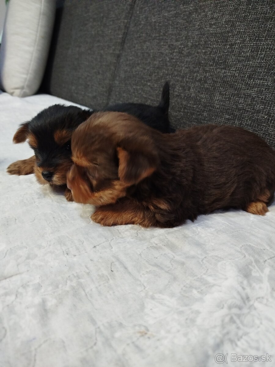 Yorksirsky terrier, Yorkshire teriér, Čoko York - 3