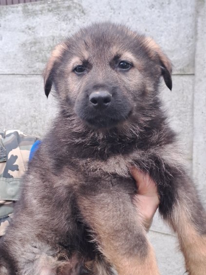 Nemecký ovčiak - 3