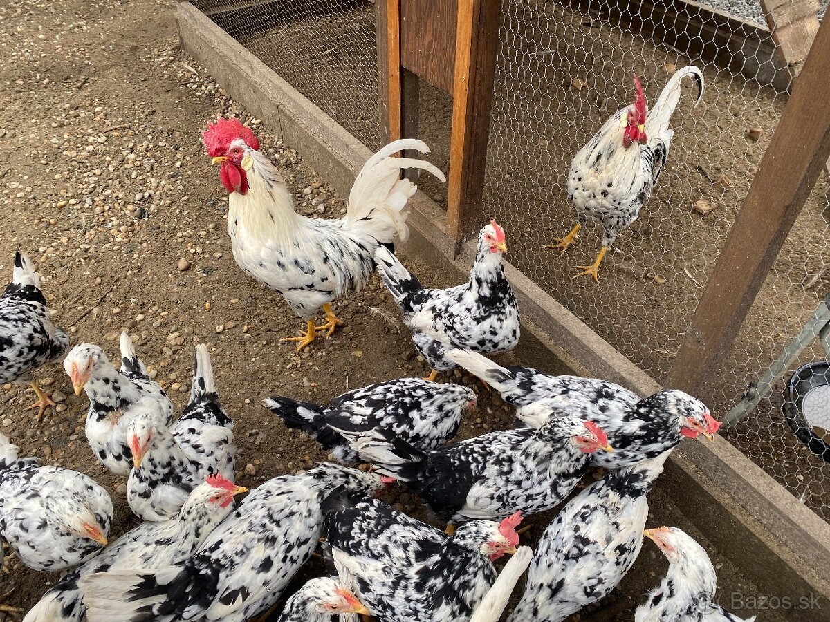 Predám NV Vlaška Exchequer - 3