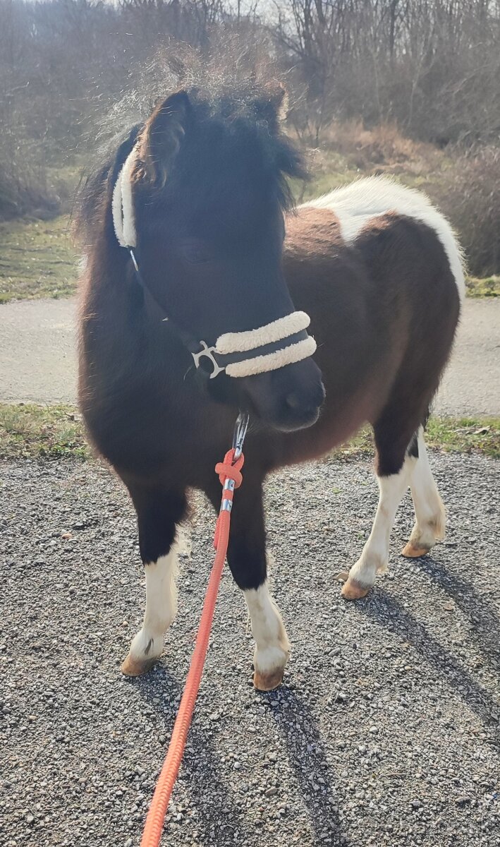 Predám 8 mesačnú kobylku poníka - 3