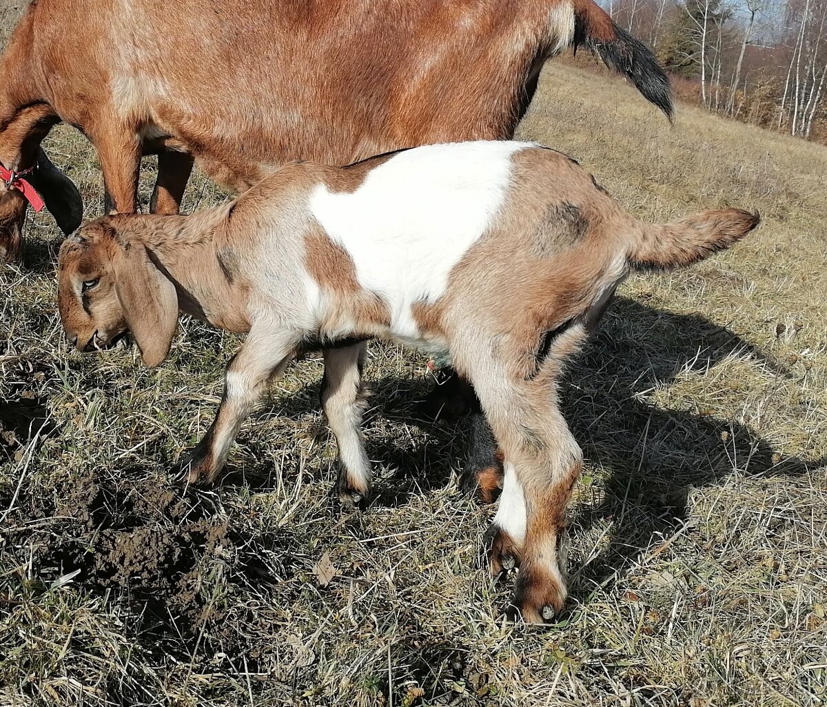Anglonubijsky capko - 3