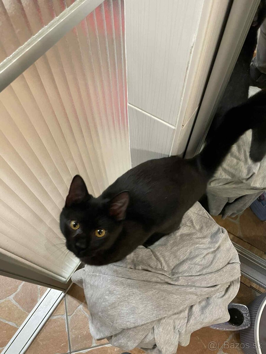 Darujem kocúrika - 3