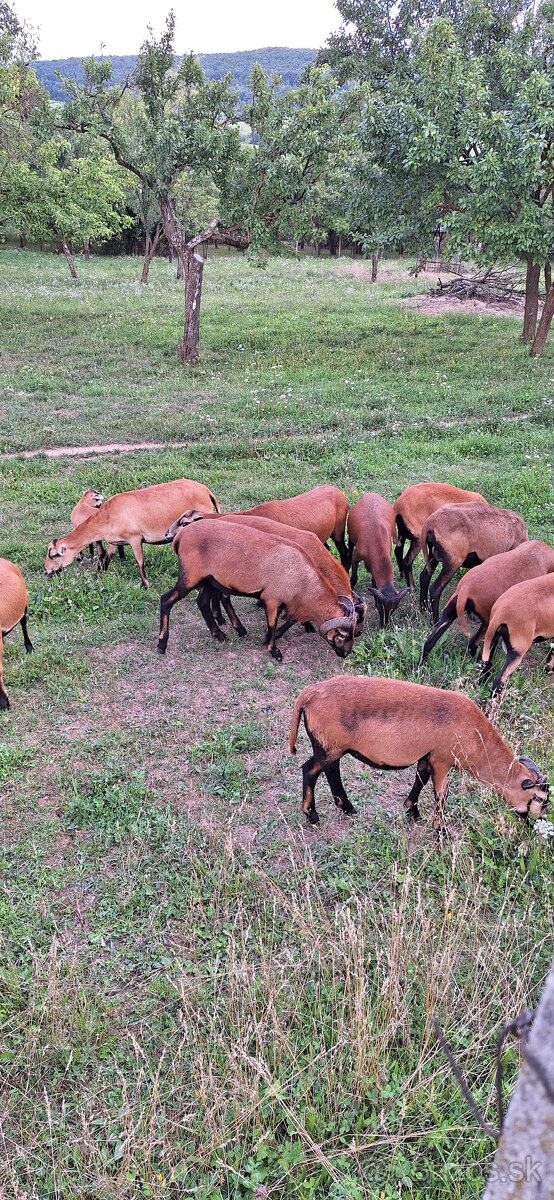 Predam kamerunske ovce. - 3