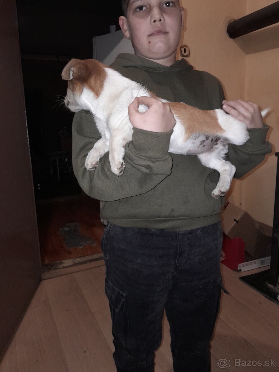 Predam vymenim jack russel terier - 3