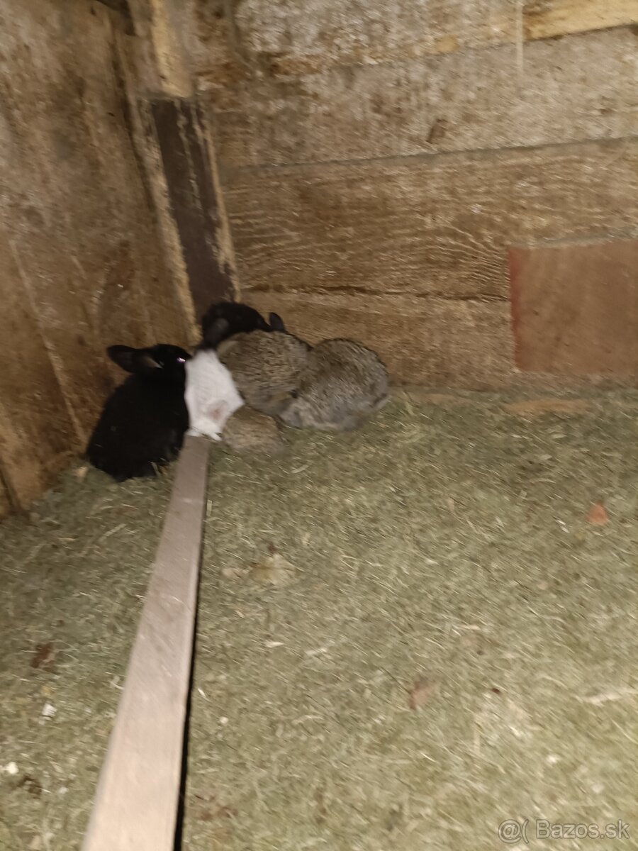 Predám králiky - 3