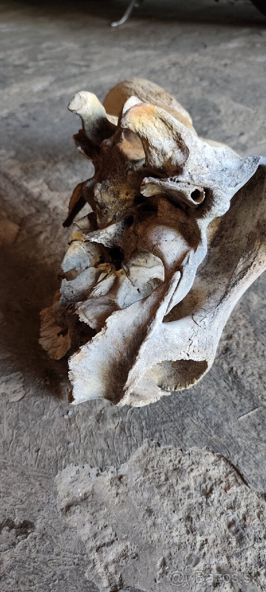 Predám byk parožie - 3