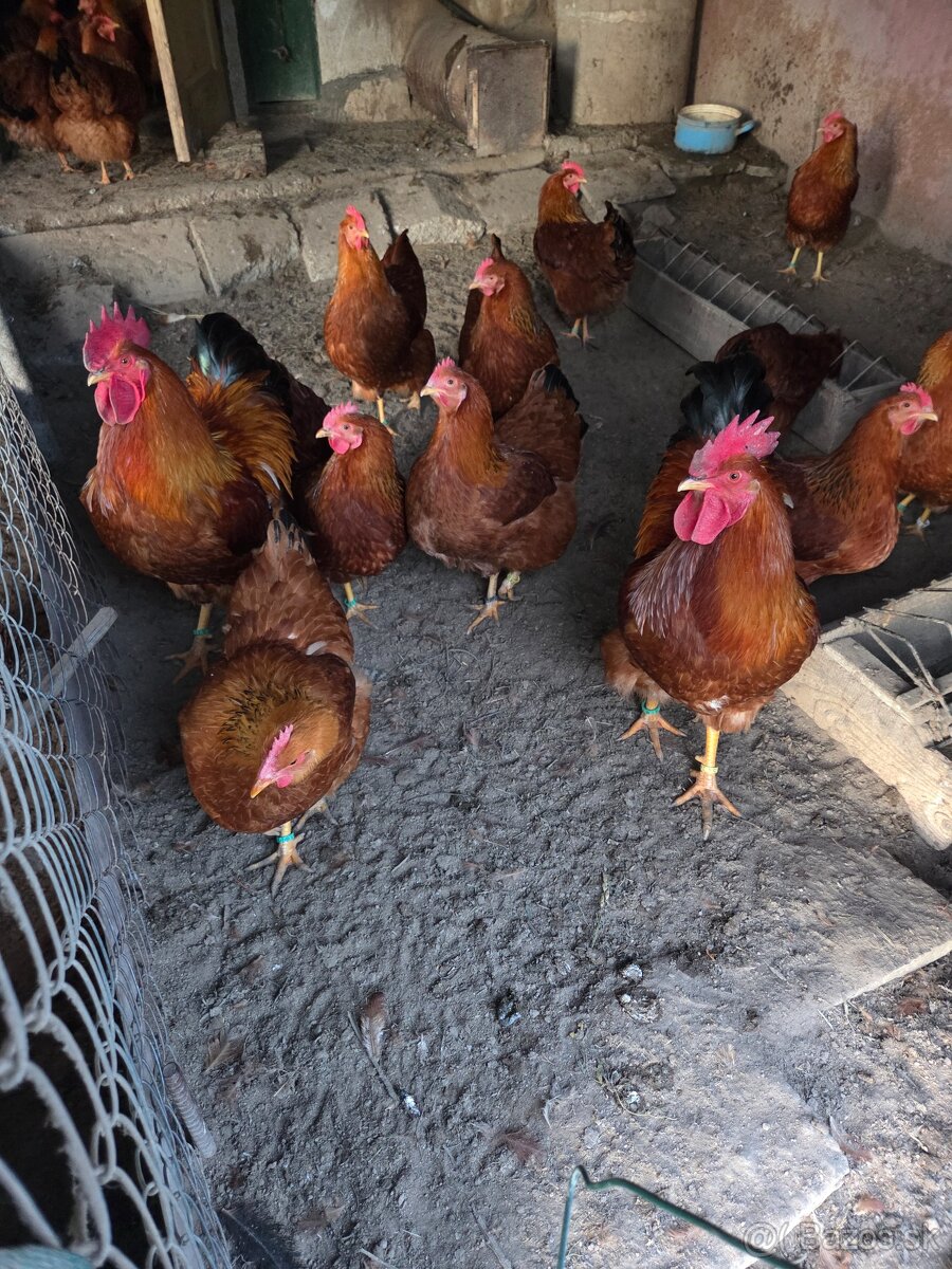 Predam nasadove vajička plemena Hempšir - 3