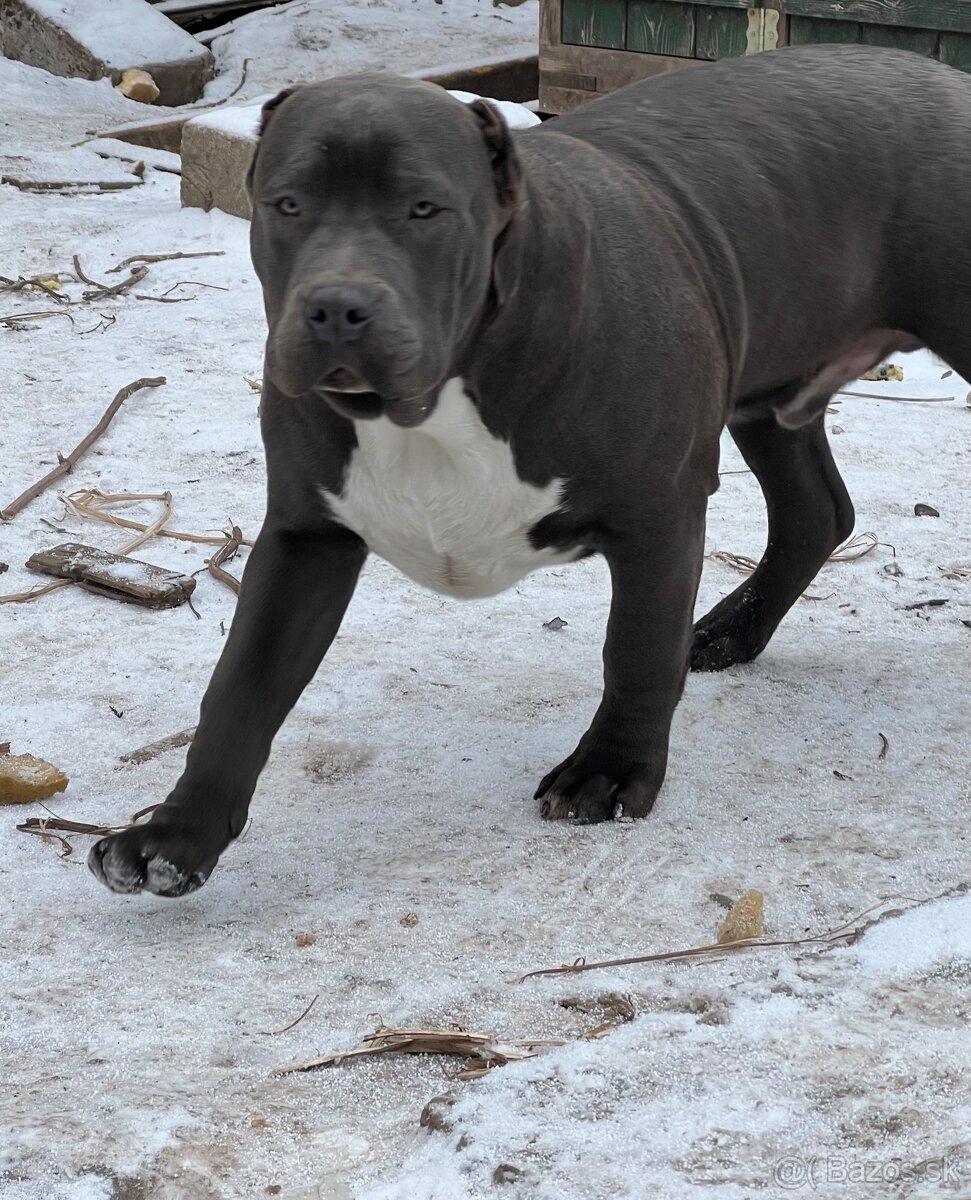American bully - 3