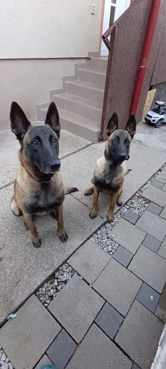 Belgický ovčiak fenka - 3