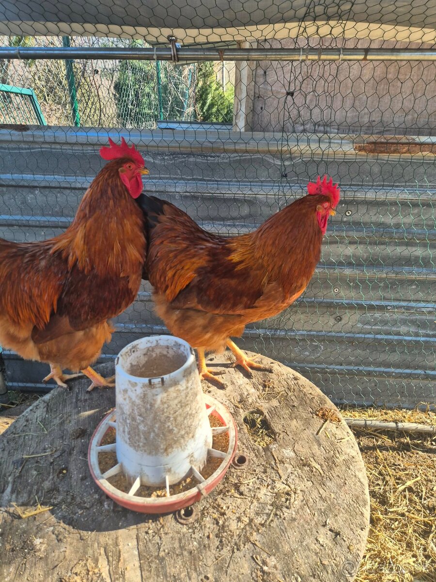 Kohúty Hempšír - 3