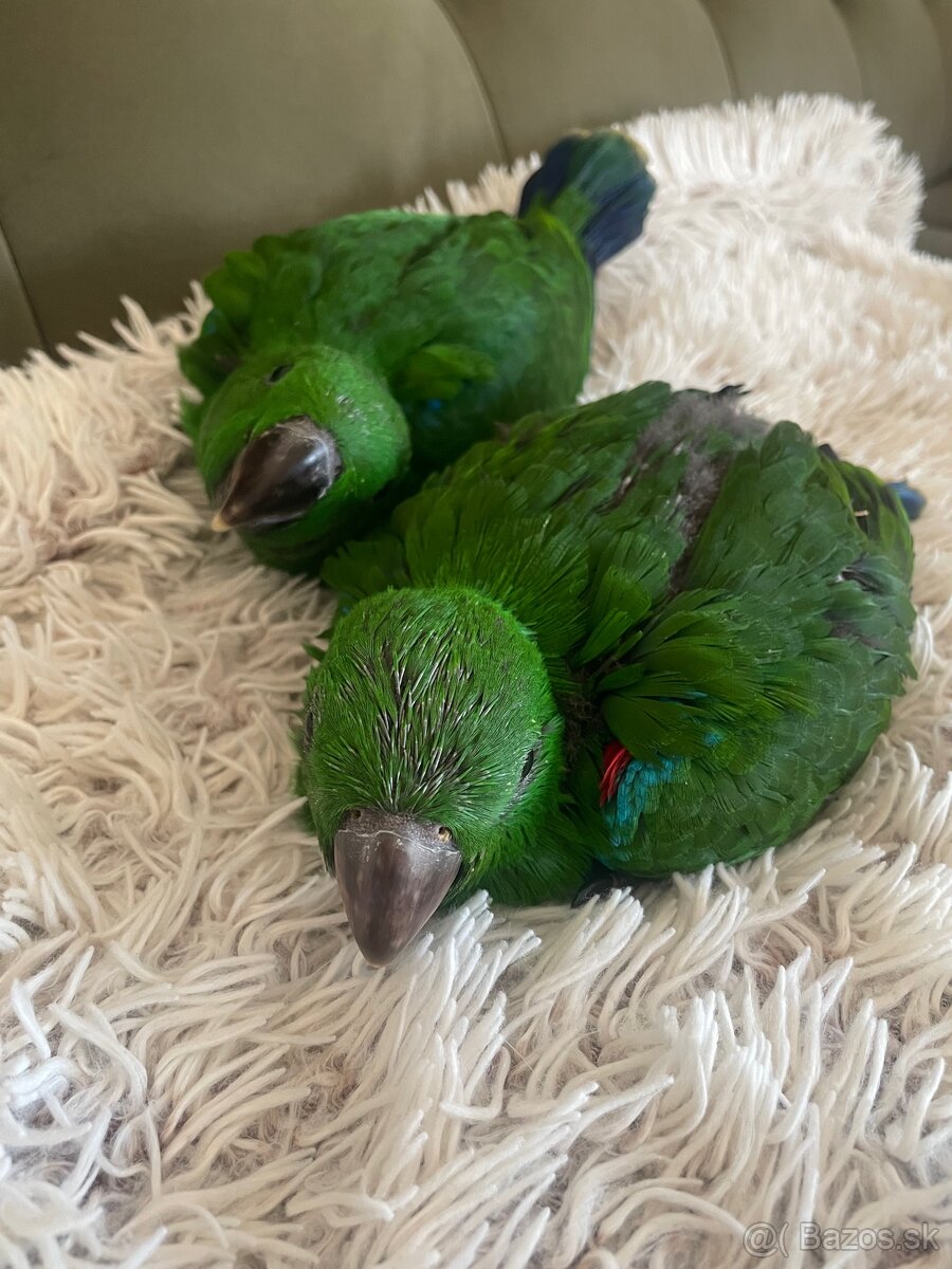 Eclectus - eklektus - 3