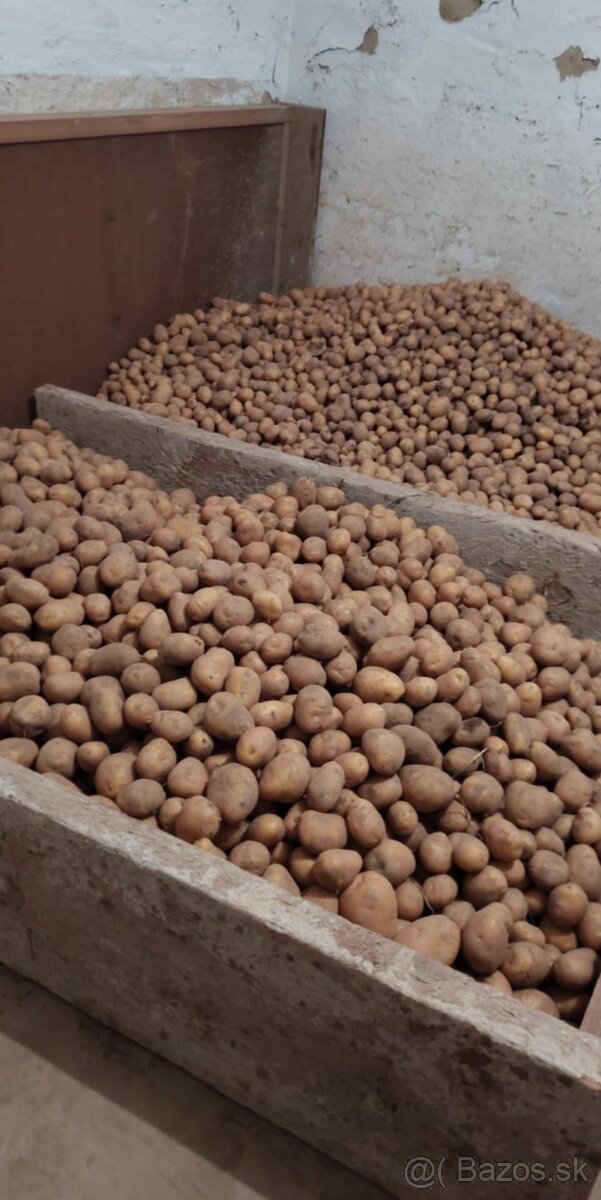 Predám konzumne zemiaky - 3