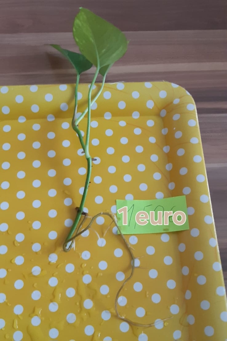 Zakorenené izbove rastliny - 3