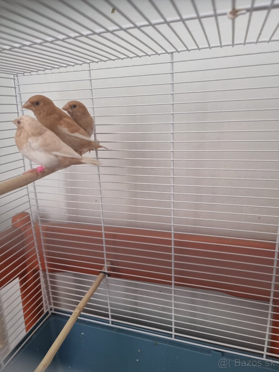 PESTÚNKY JAPONSKÉ - 3