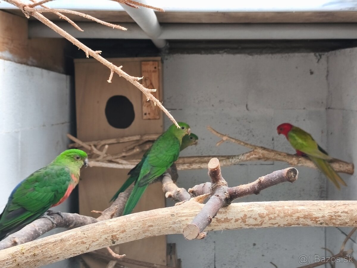 Papagáj kráľovský štep. žltá - 3