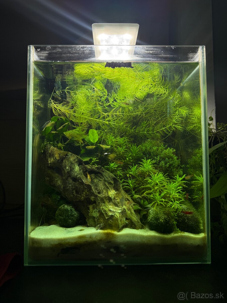 Zabehnuté nano akvárium - 3