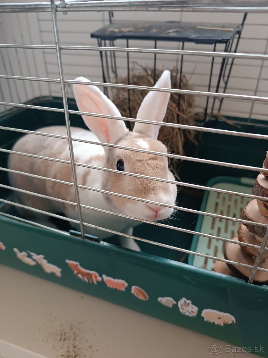 Zakrslý králik - 3