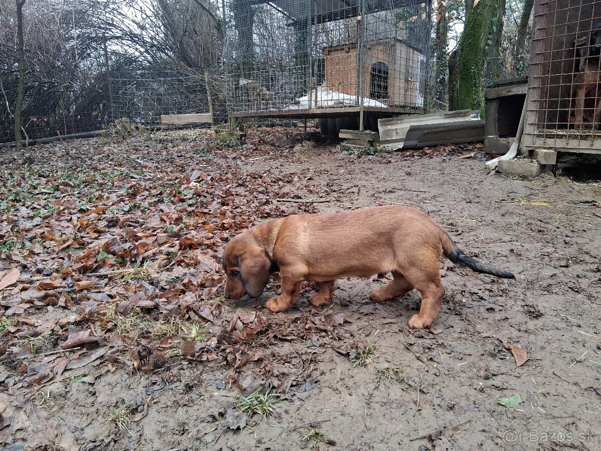 Alpský jazvečíkovitý durič - 3