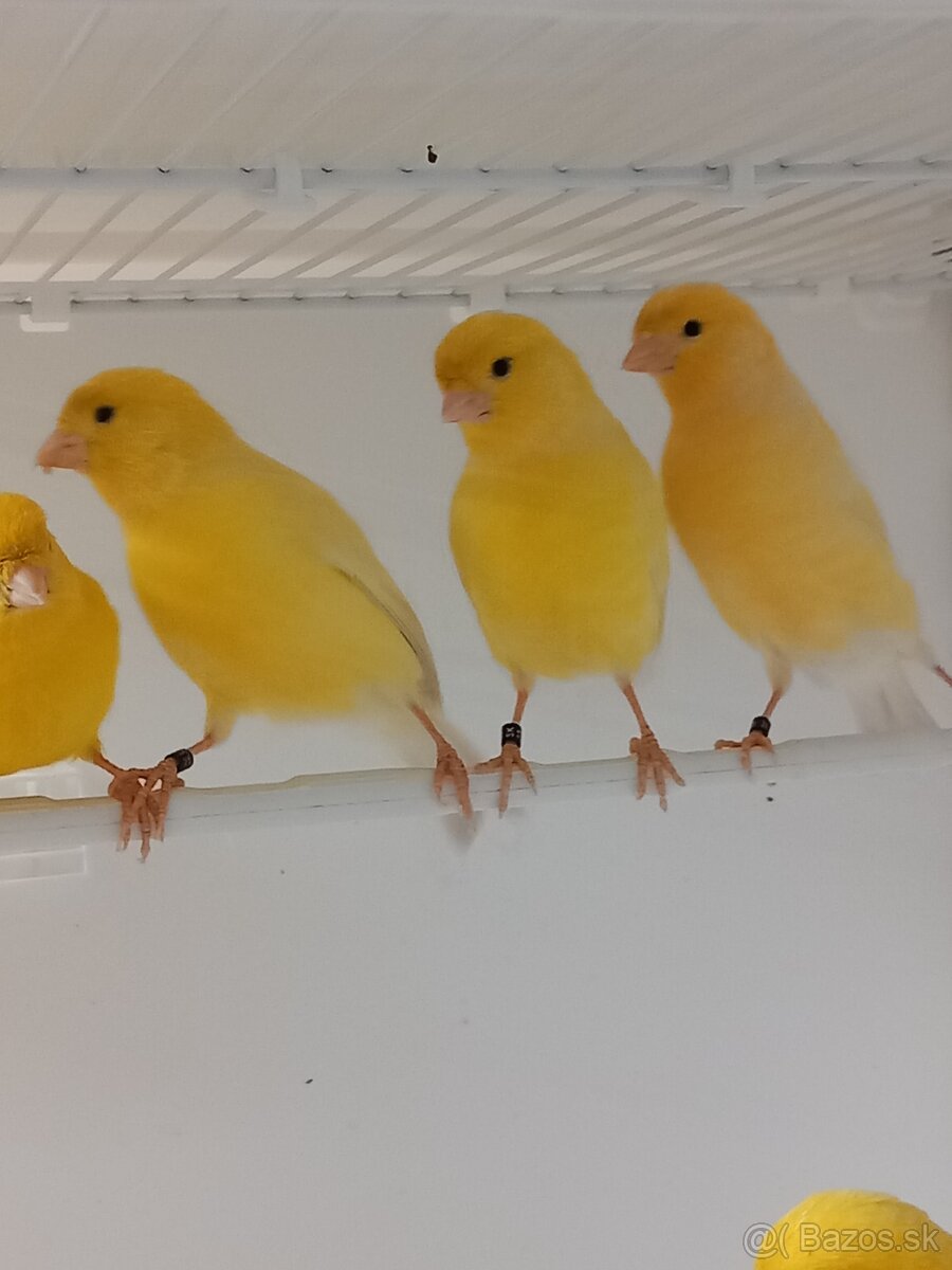 Kanáriky - 3