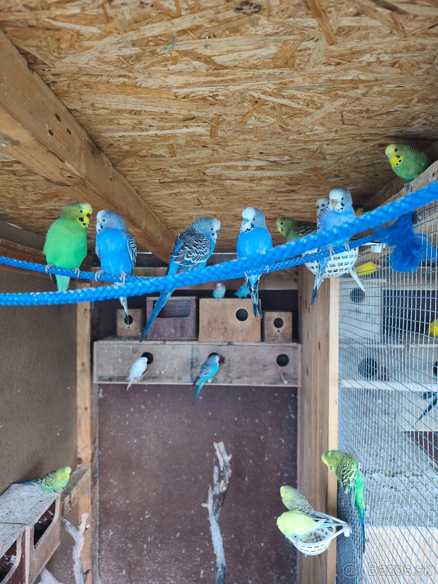 Andulky, agapornis - 3