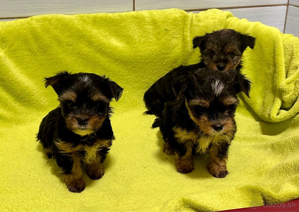 Yorkshire terrier - 3