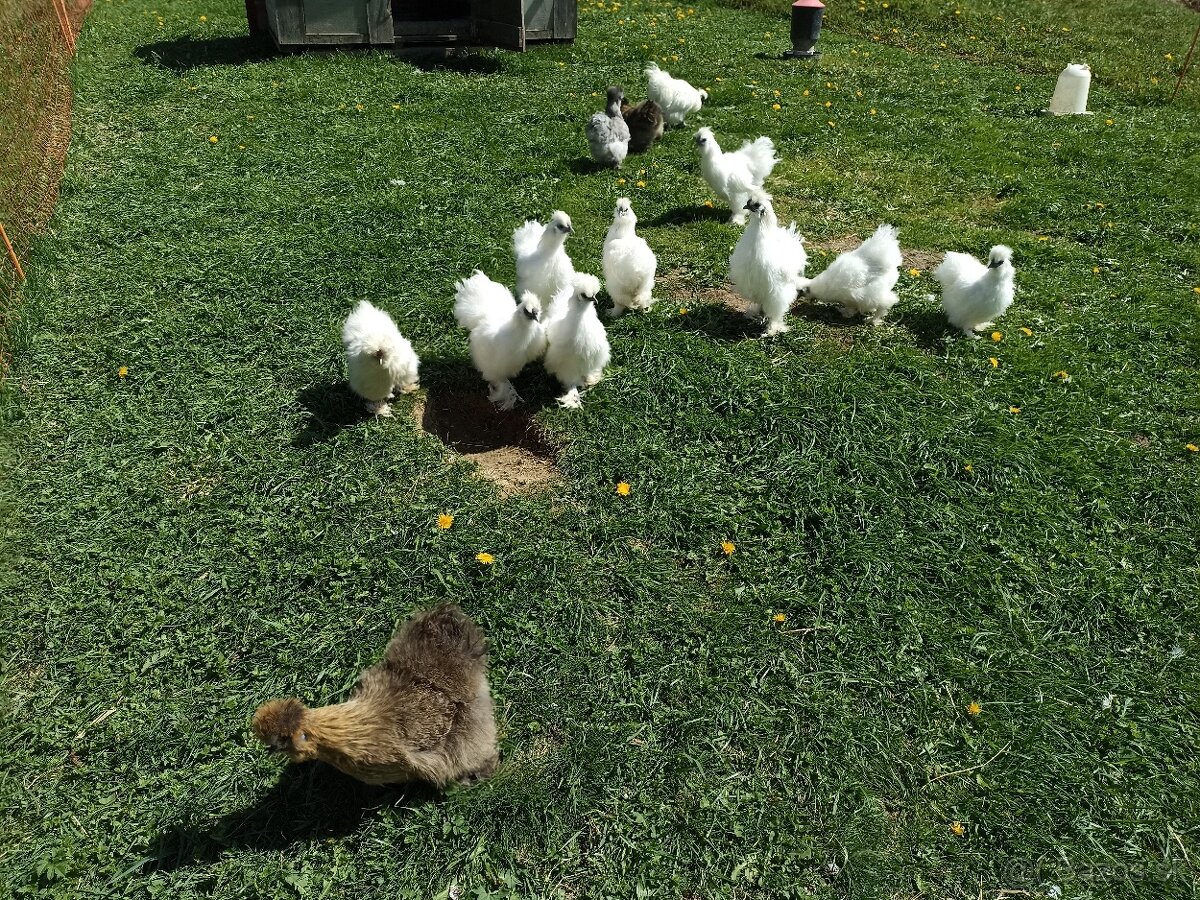 Predám nasadove vajíčka hodvabnicky - 3