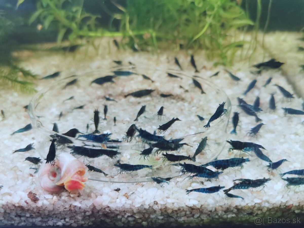 Predám krevetky Neocaridina - 3