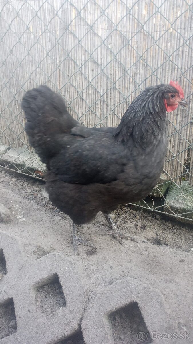 Predám australorpky - 3