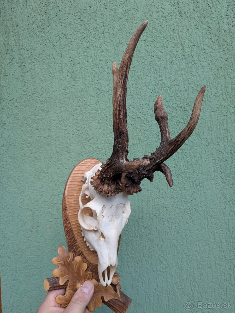 Zhody,parohy,parožie, trofej - 3