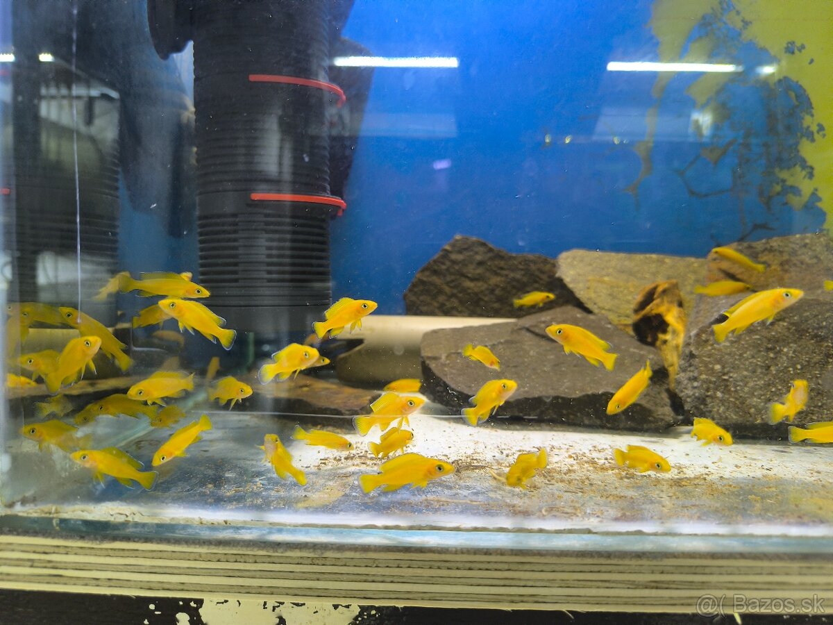 Neolamprologus Leleupi yellow - 3