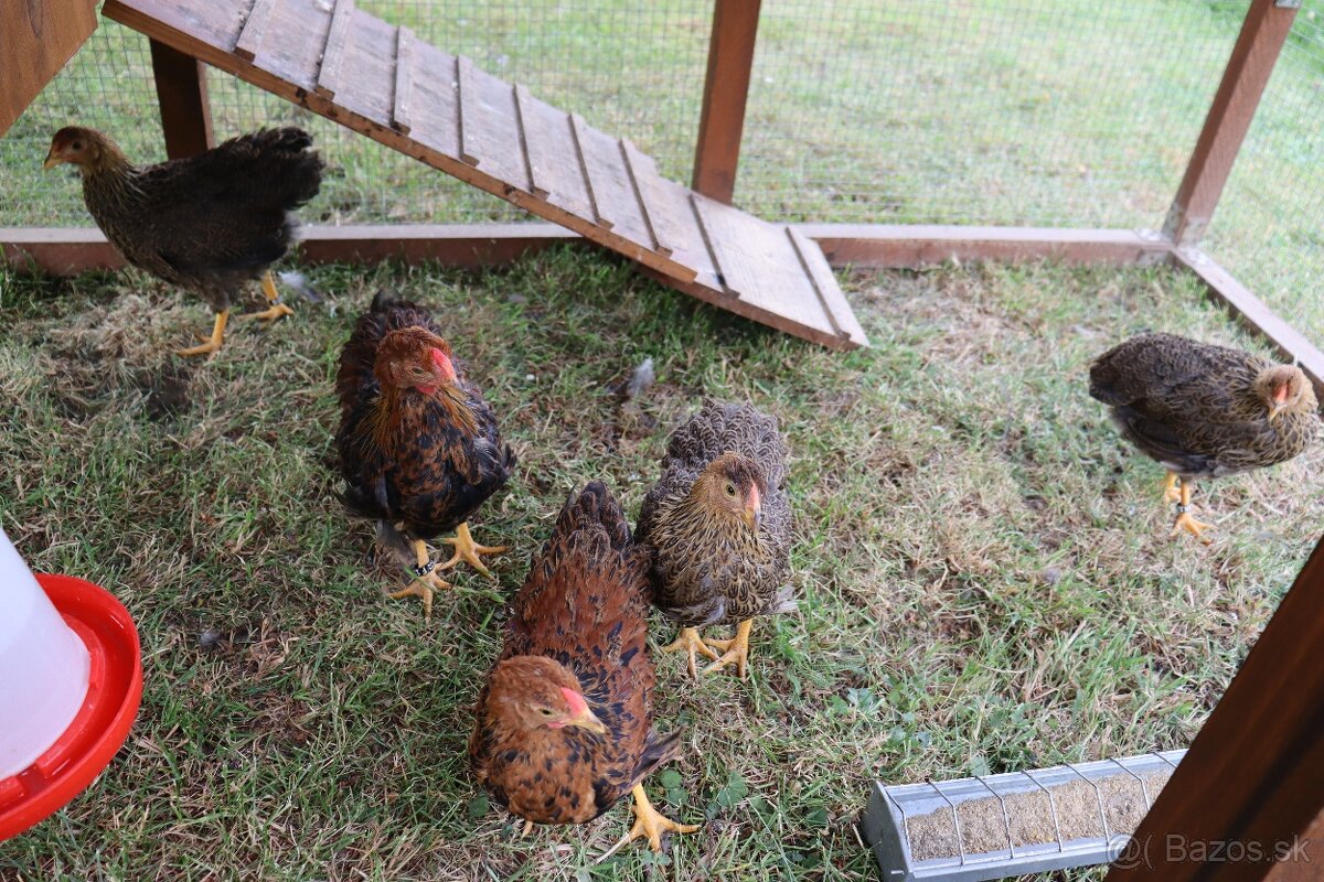 Prenosná voliéra s kurínom - 3