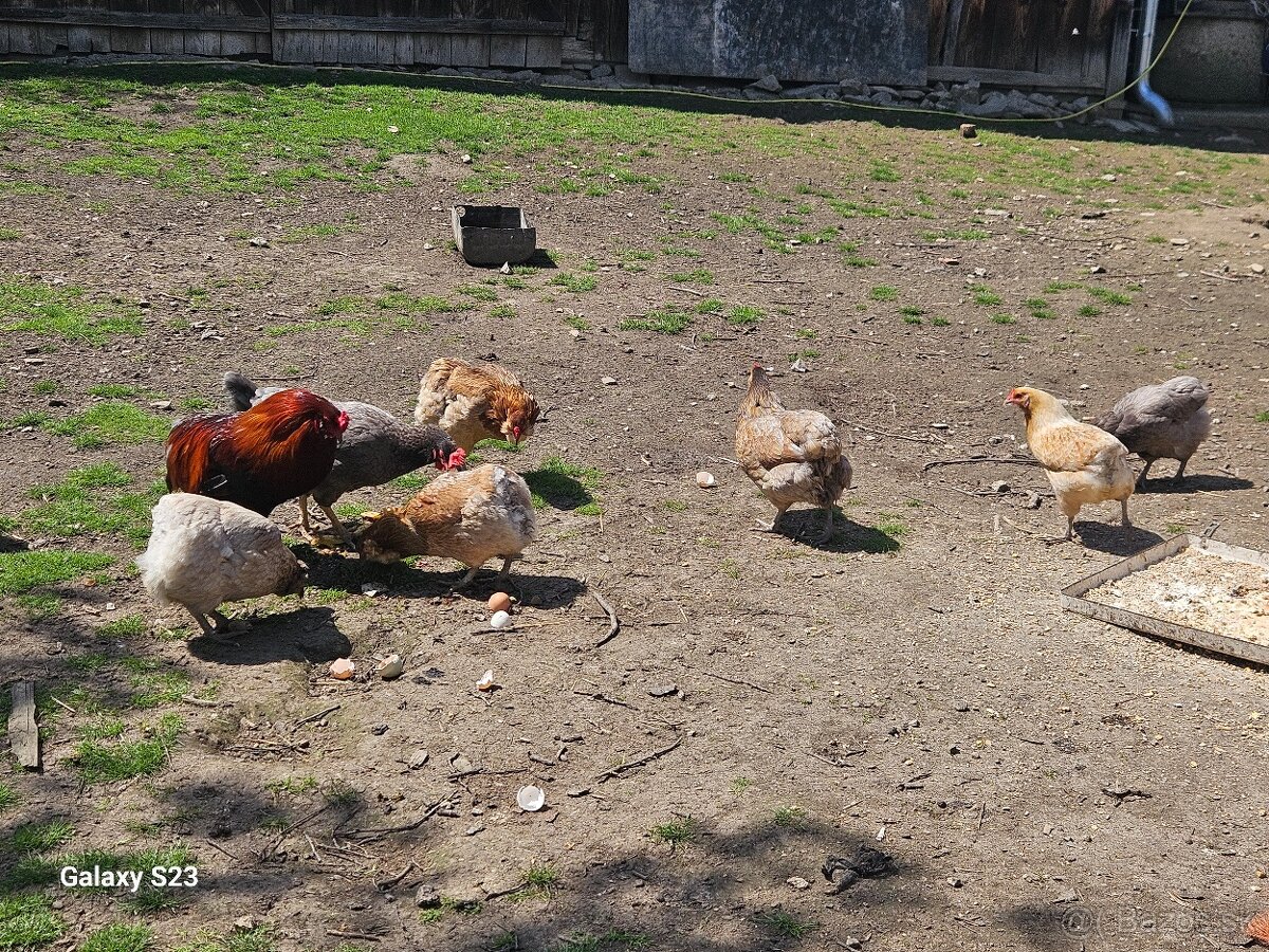 Predám nasadové vajíčka araucana - 3