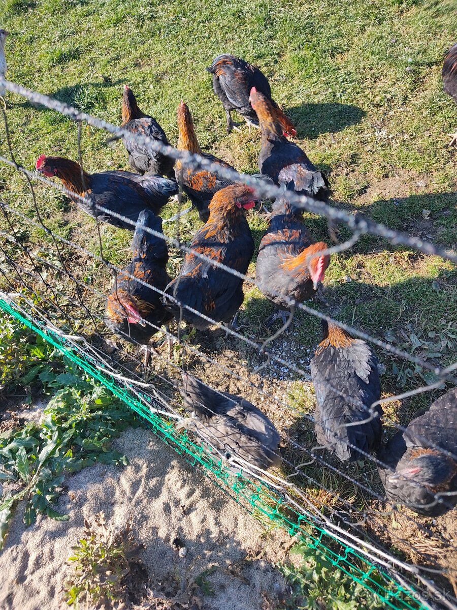 Marans Medenokrka kohút 17 tyzdnovy - 3