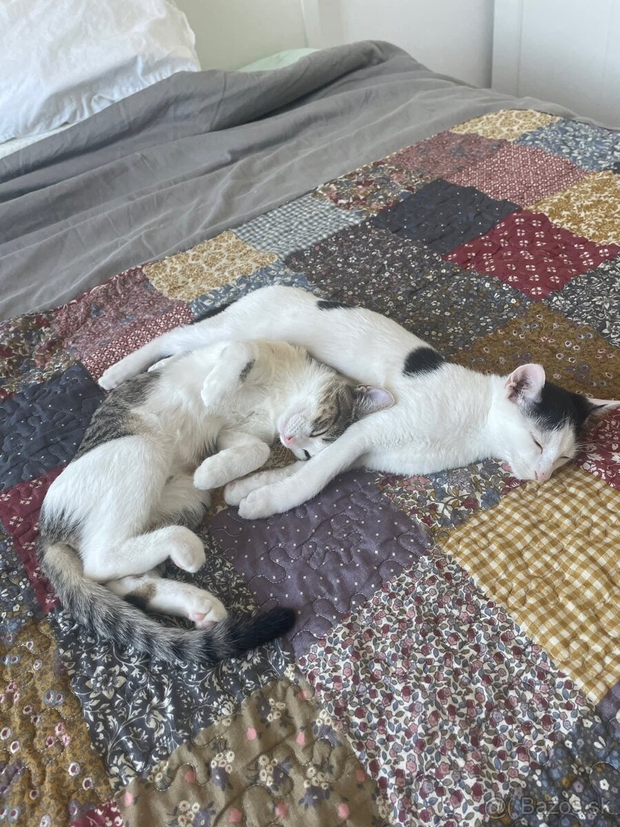 Mačiatka hladajú domov, spolu či samostatne, Bratislava - 3