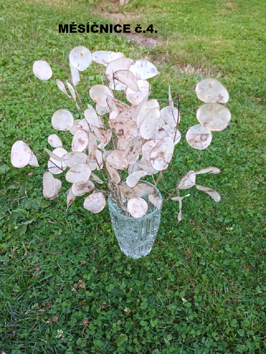 Sušené kvety - MĚSÍČNICE. - 3
