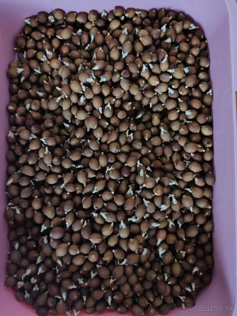 Palma Trachycarpus Fortunei - sadenice - 3