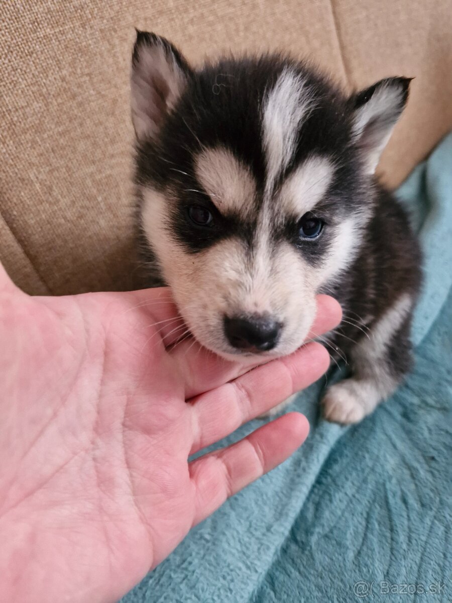 Šteniatka sibirsky husky - 3