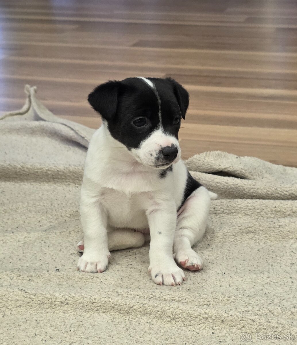 Jack russel teriér - 3