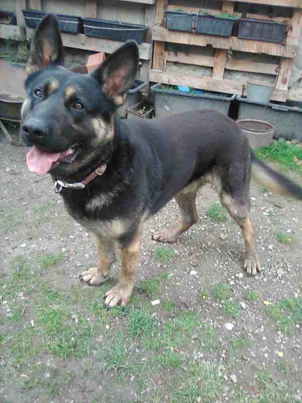 Nemecký ovčiak - 3
